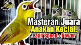 Masteran Anakan Kecial Kuning JUARA.!!! Latih SPEED   POWER. | PEPADU KECIAL