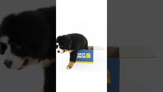 Larrys Lunch Ad Promo