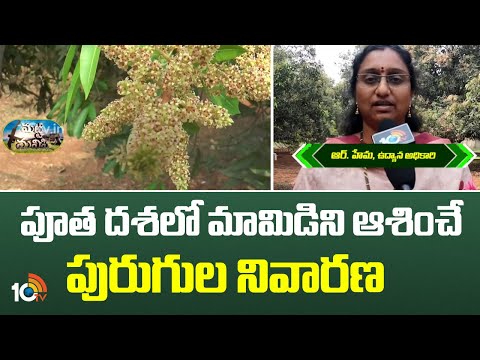 పూత దశలో మామిడిని ఆశించే పురుగుల నివారణ | Prevention of Mango Borer Pests During Flowering Stage - 10TVNEWSTELUGU