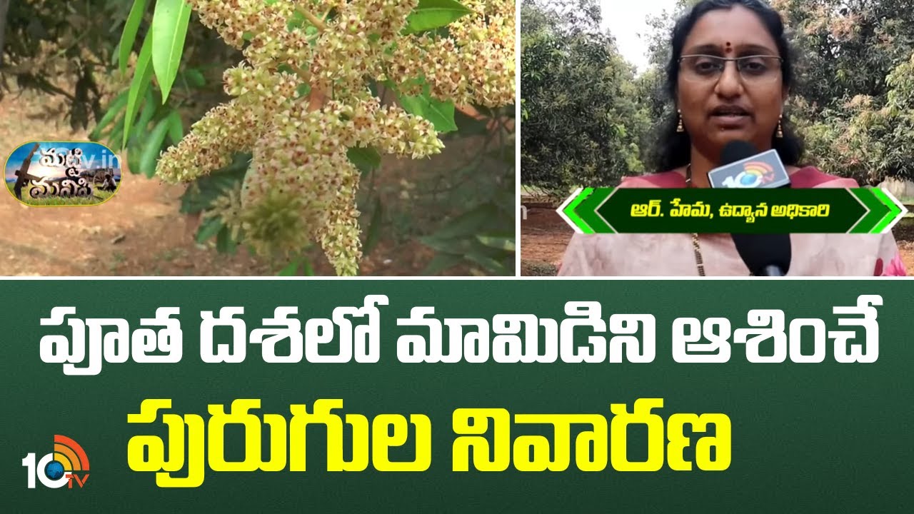 పూత దశలో మామిడిని ఆశించే పురుగుల నివారణ | Prevention of Mango Borer Pests During Flowering Stage