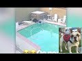 Viral Video: Teen dives in pool to save his drowning French Bulldog