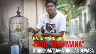 BRAHMANA LOVE BIRD PAUD,JUARA DIKELAS DEWASA