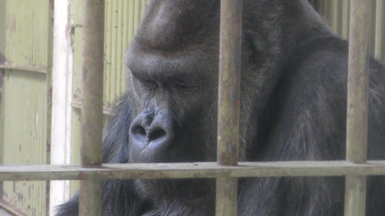 ゴリラ maxresdefault.jpg