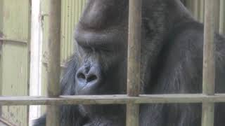 Western gorilla (YAGIYAMA ZOOLOGICAL PARK, Miyagi, Japan) April 13
