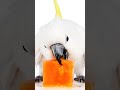 Birds in the Wild | Pure Nature Sound