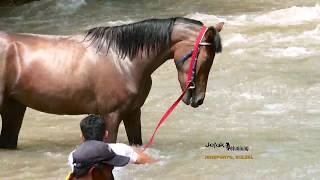 Jejak Petualang  Tradisi Istimewa Selatan Sulawesi 030418 13