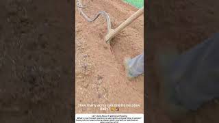 Horse Pulling an Old-Fashioned Iron Plow – Traditional Soil Turning 🐴🌾