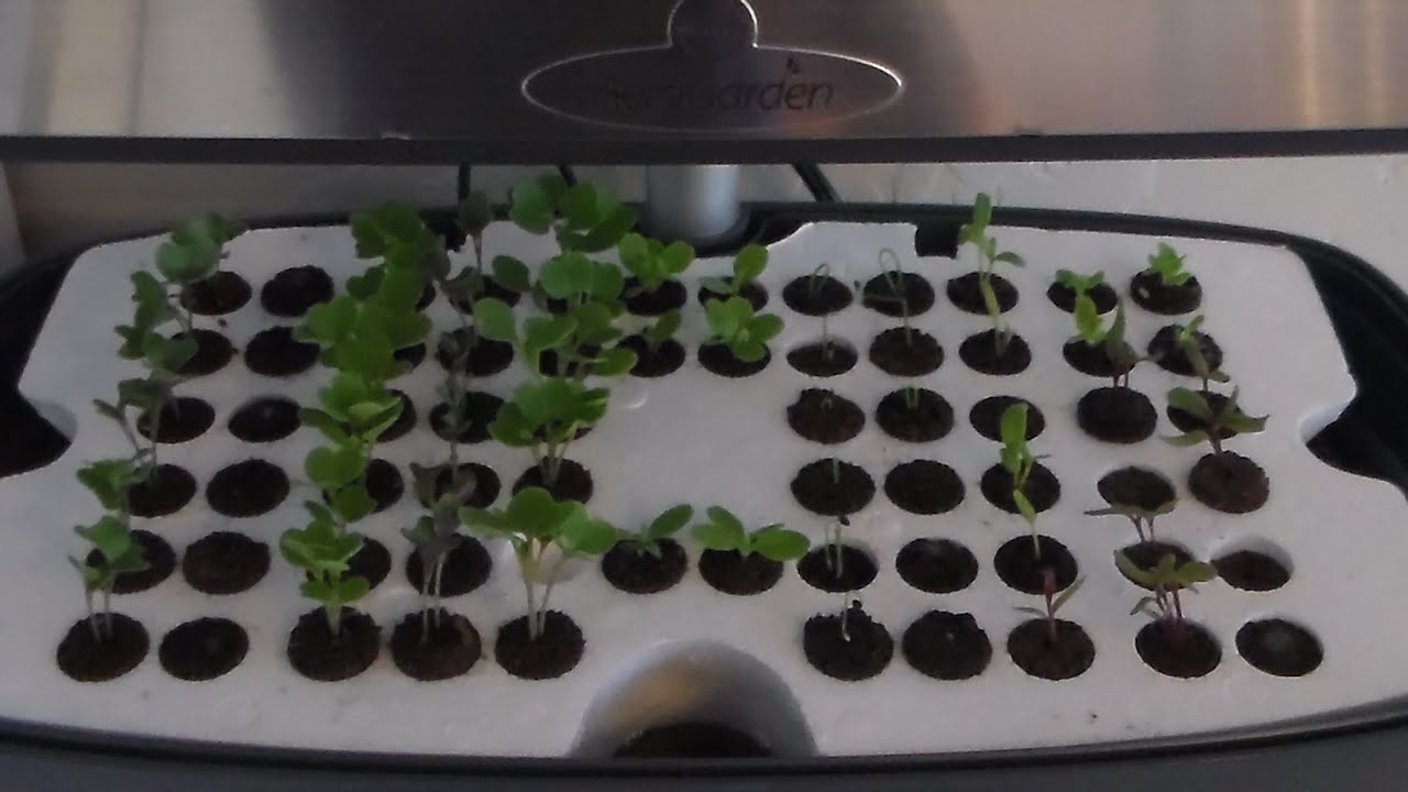 Week 1 update for starting seeds in the Aerogarden 7 LED Extra Indoor