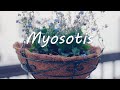 Myosotis‐勿忘草をハンキングバスケットに寄せ植えしました