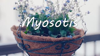 Myosotis‐勿忘草をハンキングバスケットに寄せ植えしました