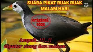 DOWNLOAD SUARA PIKAT RUAK RUAK