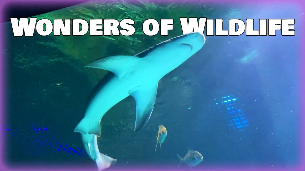 What's the BEST museum in the Midwest?!? YouTube