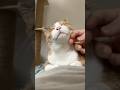 いつもニコニコ猫