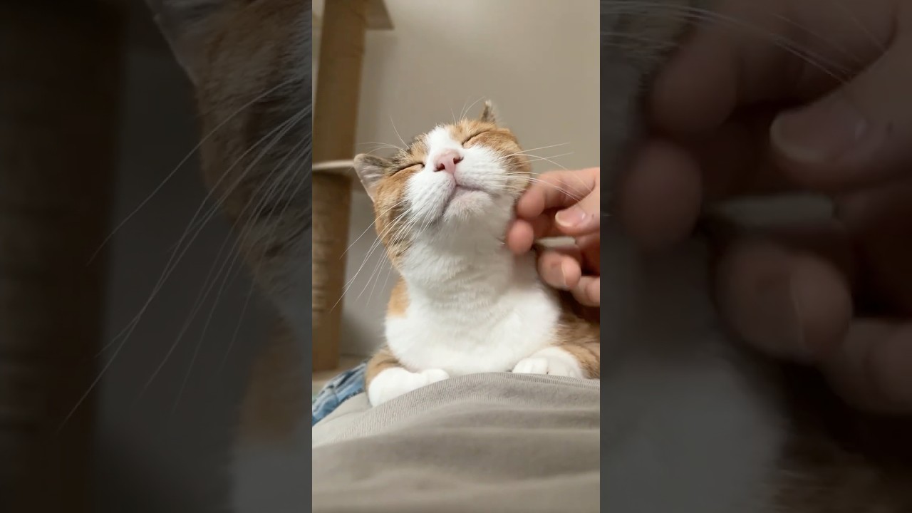いつもニコニコ猫