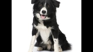 Бордер-Колли/Border Collie (порода собак HD slide show)! Бордер-Колли/Border Collie (порода собак HD slide show)!