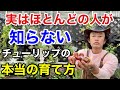 【実は間違い】9割知らないチューリップの正しい植え方教えます  【カーメン君】【園芸】【ガーデニング】【初心者】