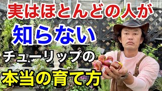 【実は間違い】9割知らないチューリップの正しい植え方教えます　　【カーメン君】【園芸】【ガーデニング】【初心者】