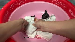 Bathing two kittens with dirty bodies