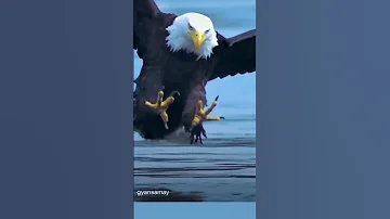 الصقر الجارح 