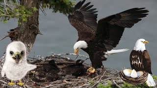 I Got A Baby Eaglet 🦅 - Eagle Hunting Journey‏ - Gameplay Part 2 screenshot 5