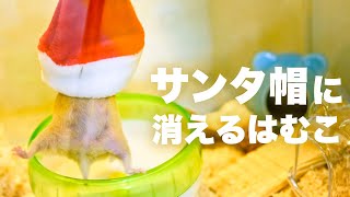 暴れん坊ハムスターが吸い込まれる！キャトルミューティレーションUFONo.91