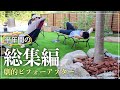 【総集編】ついに完成!!荒れ果てた庭が、手入れがしやすい理想の庭へ!半年間の総集編【庭】