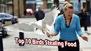 Top 10 Birds Stealing Food