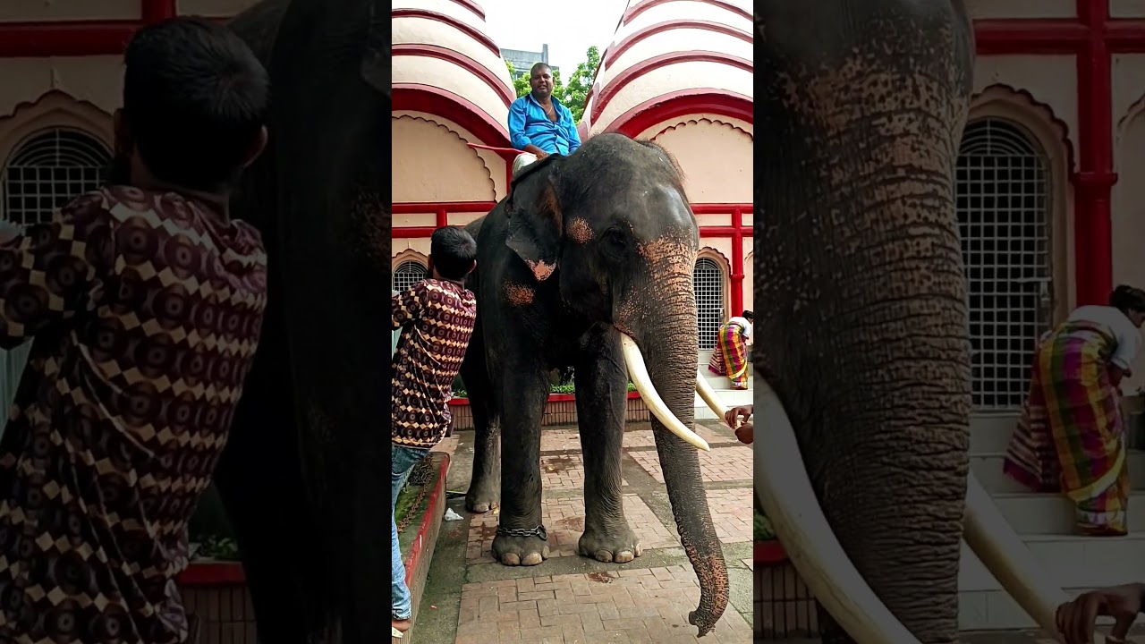 🐘 Big Teeth catching 