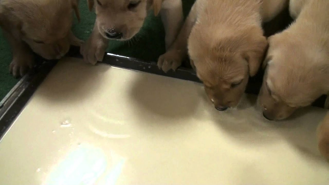 First goat's milk pups