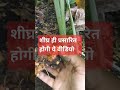 मेरी जल्द ही आने वाली वीडियो #healthbenefitsofturmeric #turmeric #hindishorts