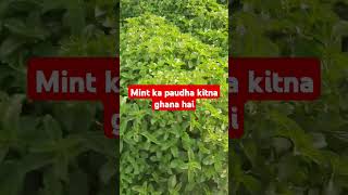 mint ka paudha#beach #mint #viralshort #viralvideo