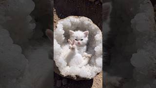 Geode Kitten 🐾🪨 #viral #shorts #cat #kitten #cutecat #catlover #fossil #geode