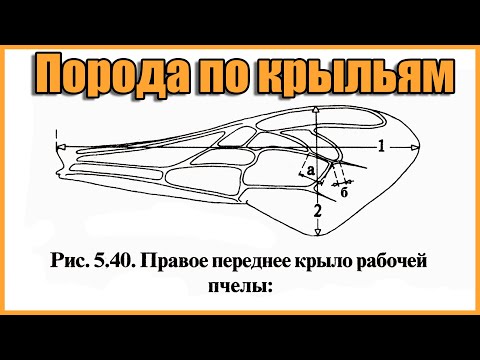 Вопрос: По каким признакам идет создание пород пчел?