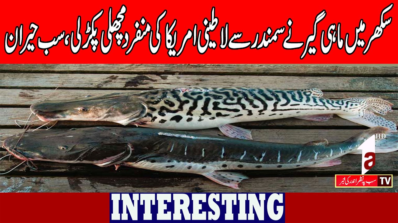 Рыбак выловил из моря уникальную латиноамериканскую рыбу. |ИНТЕРЕСНЫЕ НОВОСТИ| A1TV| 7 января 202...