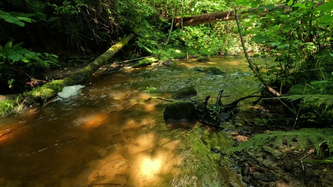 Flowing Forest Stream - 1 Hour for Sleep or Meditation - No AI
