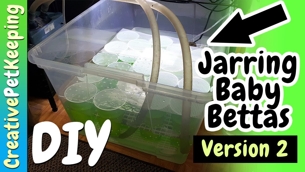 BIGGER BETTER how to separate baby bettas 💚 Baby Betta Jarring Prototype #2 YouTube BIGGER BETTER how to separate baby bettas 💚 Baby Betta Jarring Prototype #2 YouTube