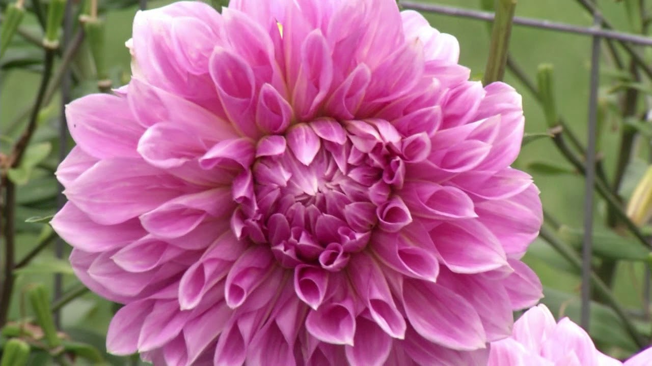 Георгины и сад для срезки цветов: Prairie Yard & Garden