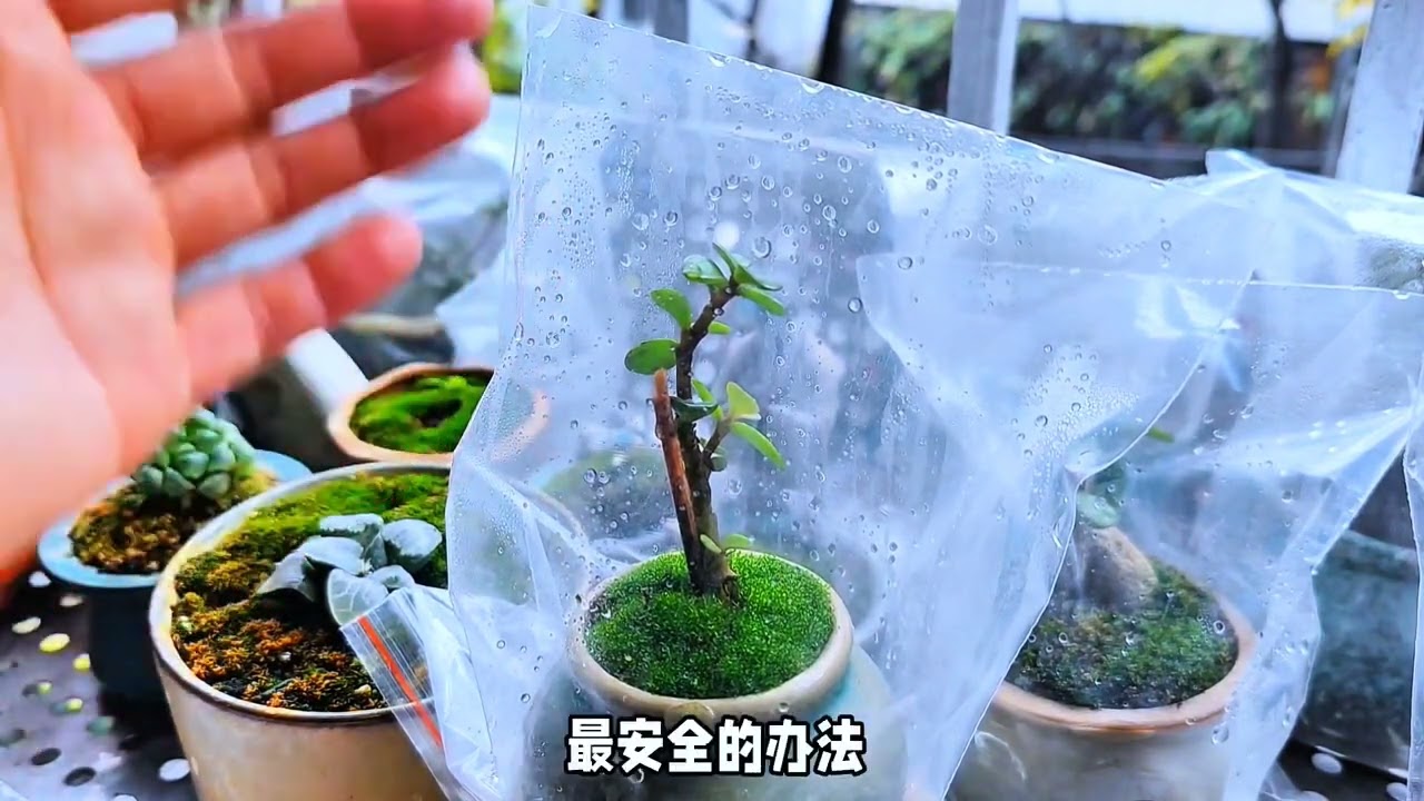 冬季金枝玉叶套袋好处多多 