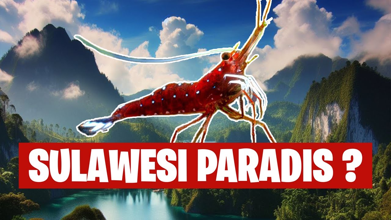 Cette espèce rend fou tous les amateurs de crevettes? - 🦐 Floraquatic