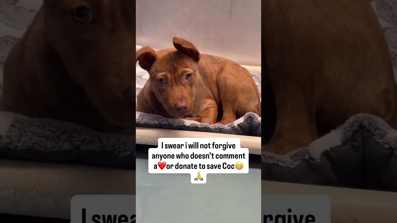 🚨 COCO NEEDS HELP 🚨This is Coco. She’s only 5 months old, 20 lbs,