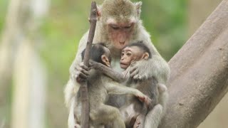 Young Little Pippa Climb On Tree Play  With Jada Caring By Mama Piper on Tree , on Monday May13,2024