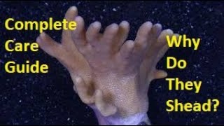Devil's Leather Corals (Hand/Finger)