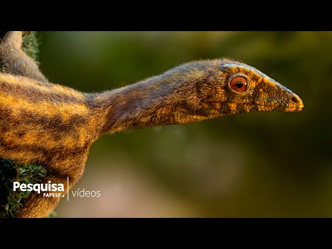 Vídeo: Os Pterossauros Gigantes Eram Os Predadores Do ápice De Sua época - Visão Alternativa