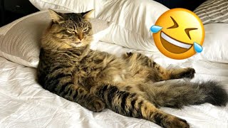 Funny Cat Videos | Cute Cat Videos 🤣😫cat is fed up😾❤️ #57