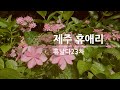 휴애리 수국축제 제주여행 휴날다23차 HUEREE산책 언니들과여행