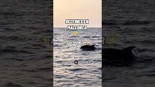 ¡DELFINES en MALLORCA!😱🐬