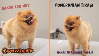 Pomeranian Tıraş Modelleri - Pomeranian Tıraşı Nasıl Yapılır?