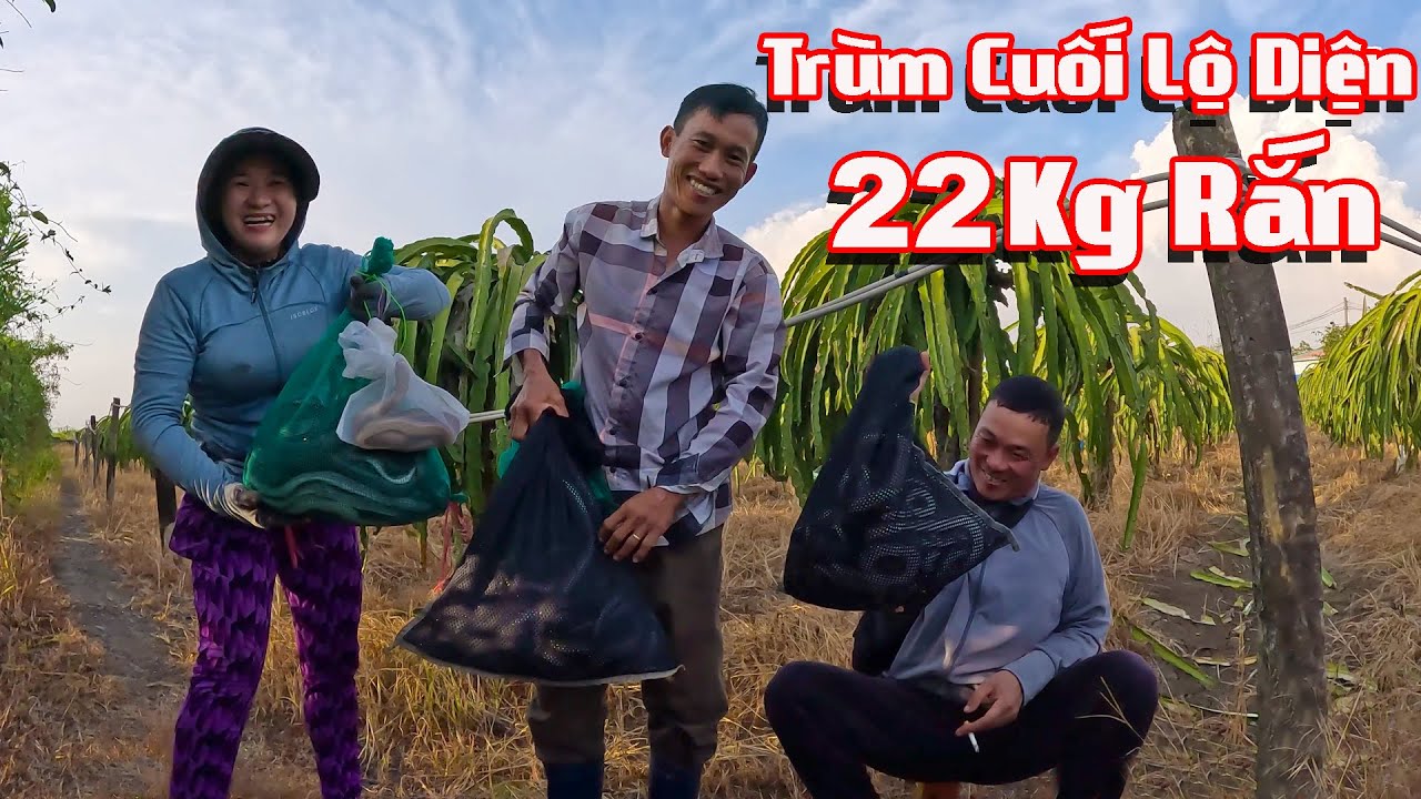 Bắt Con Rắn Hổ Mang Trên Gò Mã Thật Dể Dàng # Cò Sang Săn Bắt # Tập 13 # Co Sang San Bat