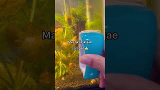 Fish-Keeping Trend That I Personally Think Is The Most Overrated