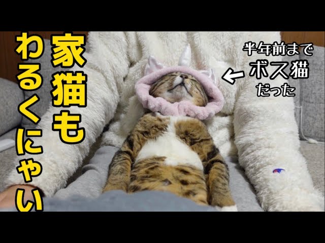 Former boss cat who completely loses power with a small face